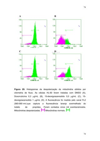 74
A B
Polarização
Despolarização
C D
Figura 20: Histogramas da despolarização da mitocôndria obtidos por
citometria de fluxo. As células HL-60 foram tratadas com DMSO (A),
Doxorrubicina 0,3 μg/mL (B), 15-deoxigoiazensolido 0,5 μg/mL (C), 15-
deoxigoiazensolido 1 μg/mL (D). A fluorescência foi medida pelo canal FL2
(560-580 nm) que captura a fluorescência laranja avermelhado do
Iodeto de propídeo. Foram contados cinco mil eventos/amostra.
Mitocôndrias despolarizadas. Mitocôndrias normais.
74
 