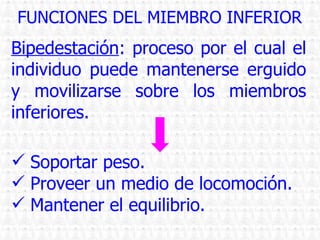 FUNCIONES DEL MIEMBRO INFERIOR Soportar peso. Proveer un medio de locomoción. Mantener el equilibrio. Bipedestación : proceso por el cual el individuo puede mantenerse erguido y movilizarse sobre los miembros inferiores. 