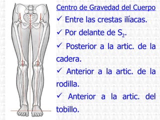 Centro de Gravedad del Cuerpo Entre las crestas ilíacas. Por delante de S 2 . Posterior a la artic. de la cadera. Anterior a la artic. de la rodilla. Anterior a la artic. del tobillo.   