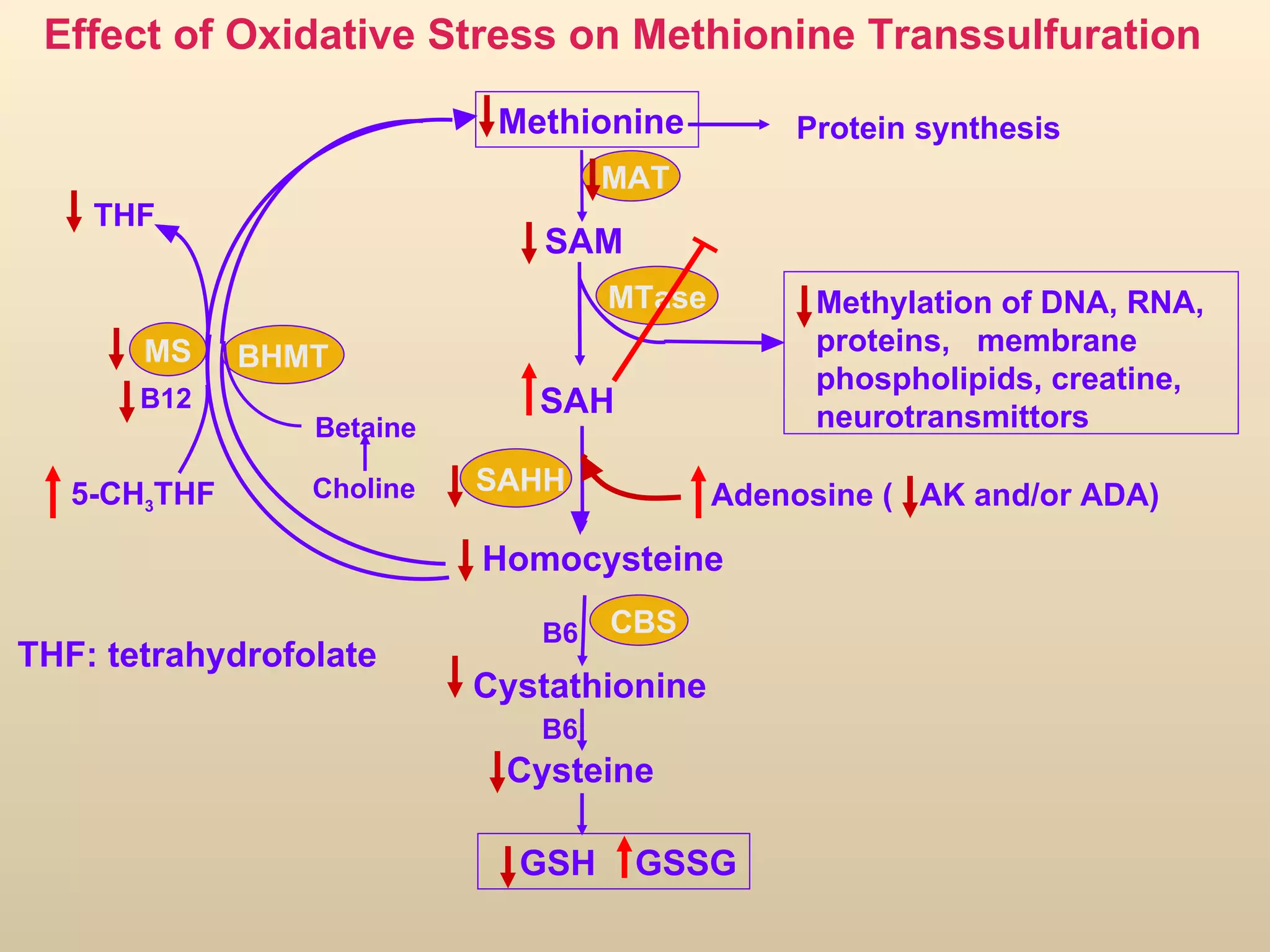SAM SAH MTase SAHH Homocysteine B6 THF MS CBS B12 Protein synthesis BHMT Choline Betaine Effect of Oxidative Stress on Methionine Transsulfuration THF: tetrahydrofolate 5-CH 3 THF Methylation of DNA, RNA, proteins,  membrane phospholipids, creatine, neurotransmittors Cystathionine Cysteine GSH  GSSG Methionine Adenosine (  AK and/or ADA) MAT B6 