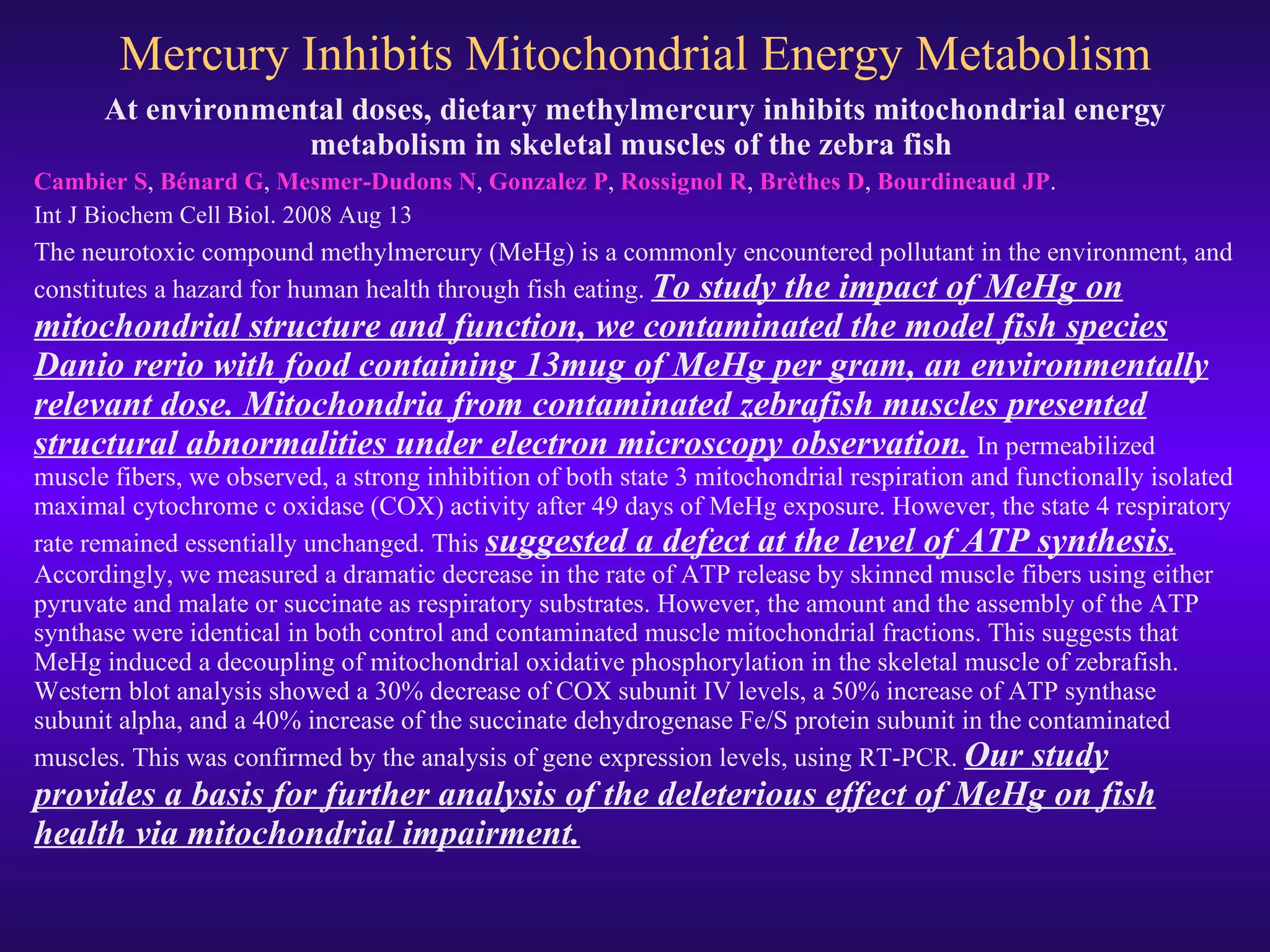 Mercury Inhibits Mitochondrial Energy Metabolism At environmental doses, dietary methylmercury inhibits mitochondrial energy metabolism in skeletal muscles of the zebra fish  Cambier S ,  Bénard G ,  Mesmer-Dudons N ,  Gonzalez P ,  Rossignol R ,  Brèthes D ,  Bourdineaud JP . Int J Biochem Cell Biol. 2008 Aug 13 The neurotoxic compound methylmercury (MeHg) is a commonly encountered pollutant in the environment, and constitutes a hazard for human health through fish eating.  To study the impact of MeHg on mitochondrial structure and function, we contaminated the model fish species Danio rerio with food containing 13mug of MeHg per gram, an environmentally relevant dose. Mitochondria from contaminated zebrafish muscles presented structural abnormalities under electron microscopy observation .   In permeabilized muscle fibers, we observed, a strong inhibition of both state 3 mitochondrial respiration and functionally isolated maximal cytochrome c oxidase (COX) activity after 49 days of MeHg exposure. However, the state 4 respiratory rate remained essentially unchanged. This  suggested a defect at the level of ATP synthesis .  Accordingly, we measured a dramatic decrease in the rate of ATP release by skinned muscle fibers using either pyruvate and malate or succinate as respiratory substrates. However, the amount and the assembly of the ATP synthase were identical in both control and contaminated muscle mitochondrial fractions. This suggests that MeHg induced a decoupling of mitochondrial oxidative phosphorylation in the skeletal muscle of zebrafish. Western blot analysis showed a 30% decrease of COX subunit IV levels, a 50% increase of ATP synthase subunit alpha, and a 40% increase of the succinate dehydrogenase Fe/S protein subunit in the contaminated muscles. This was confirmed by the analysis of gene expression levels, using RT-PCR.  Our study provides a basis for further analysis of the deleterious effect of MeHg on fish health via mitochondrial impairment. 