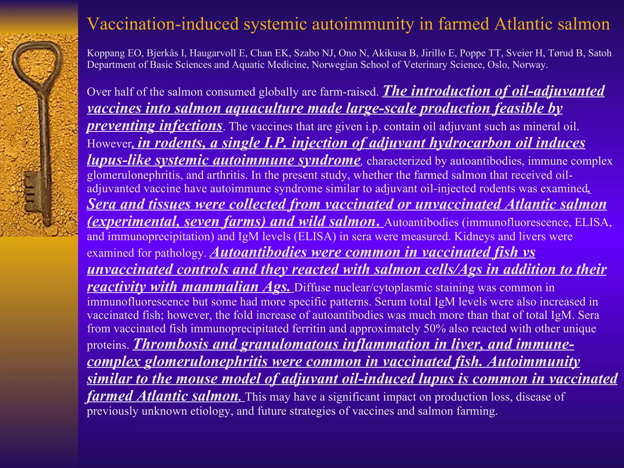 Vaccination-induced systemic autoimmunity in farmed Atlantic salmon Koppang EO, Bjerkås I, Haugarvoll E, Chan EK, Szabo NJ, Ono N, Akikusa B, Jirillo E, Poppe TT, Sveier H, Tørud B, Satoh Department of Basic Sciences and Aquatic Medicine, Norwegian School of Veterinary Science, Oslo, Norway. Over half of the salmon consumed globally are farm-raised.  The introduction of oil-adjuvanted vaccines into salmon aquaculture made large-scale production feasible by preventing infections . The vaccines that are given i.p. contain oil adjuvant such as mineral oil. However ,  in rodents, a single I.P. injection of adjuvant hydrocarbon oil induces lupus-like systemic autoimmune syndrome ,  characterized by autoantibodies, immune complex glomerulonephritis, and arthritis. In the present study, whether the farmed salmon that received oil-adjuvanted vaccine have autoimmune syndrome similar to adjuvant oil-injected rodents was examined .  Sera and tissues were collected from vaccinated or unvaccinated Atlantic salmon (experimental, seven farms) and wild salmon .  Autoantibodies (immunofluorescence, ELISA, and immunoprecipitation) and IgM levels (ELISA) in sera were measured. Kidneys and livers were examined for pathology.  Autoantibodies were common in vaccinated fish vs unvaccinated controls and they reacted with salmon cells/Ags in addition to their reactivity with mammalian Ags.   Diffuse nuclear/cytoplasmic staining was common in immunofluorescence but some had more specific patterns. Serum total IgM levels were also increased in vaccinated fish; however, the fold increase of autoantibodies was much more than that of total IgM. Sera from vaccinated fish immunoprecipitated ferritin and approximately 50% also reacted with other unique proteins.  Thrombosis and granulomatous inflammation in liver, and immune-complex glomerulonephritis were common in vaccinated fish. Autoimmunity similar to the mouse model of adjuvant oil-induced lupus is common in vaccinated farmed Atlantic salmon .  This may have a significant impact on production loss, disease of previously unknown etiology, and future strategies of vaccines and salmon farming. 