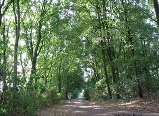 Beiratssitzung 30. September 2009   Initiative ‚Kleiner Stadtwerderwald‘
 