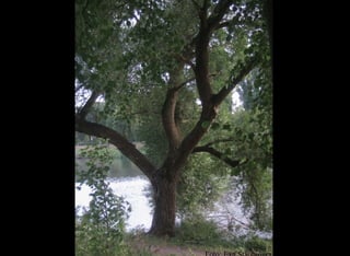 Beiratssitzung 30. September 2009   Initiative ‚Kleiner Stadtwerderwald‘
 