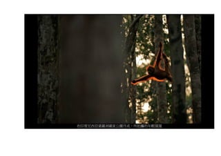 在印度尼西亞婆羅洲國家公園丹戎，所拍攝的年輕猩猩
 