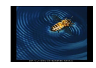 這蜜蜂不小心掉入游泳池，在池中激出美麗的漣漪。牠後來逃走了。
 