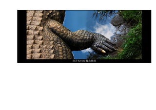 南非 Kwena 鱷魚農場
 