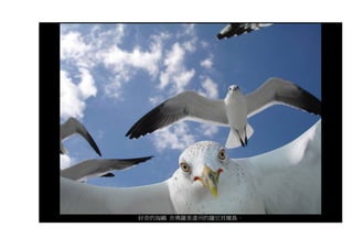 好奇的海鷗 在佛羅里達州的薩尼貝爾島。
 