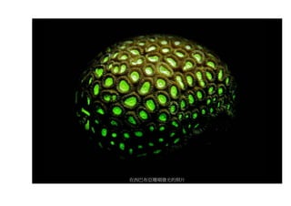 在西巴布亞珊瑚發光的照片
 