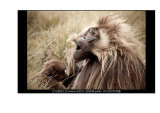 在埃塞俄比亞 Guassa 高原的小雄狒狒 gelada 享有很好的照護
 