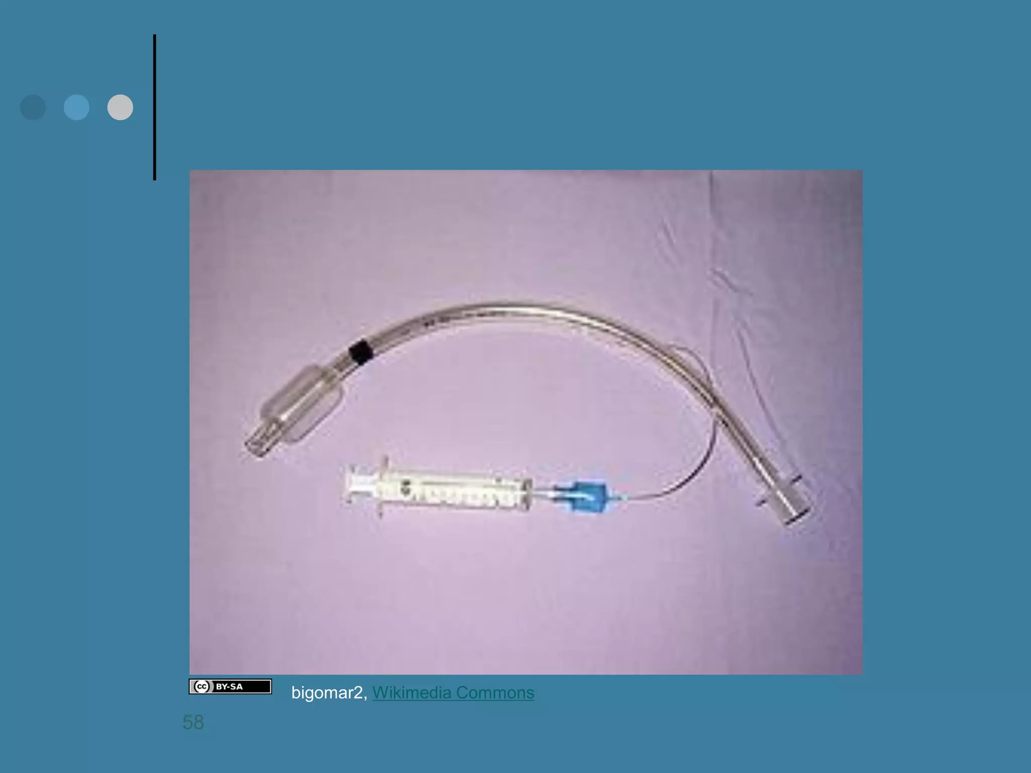 bigomar2, Wikimedia Commons 
58  