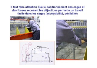 Il faut faire attention que le positionnement des cages et
  des fosses recevant les déjections permette un travail
      facile dans les cages (accessibilité, pénibilité)
 