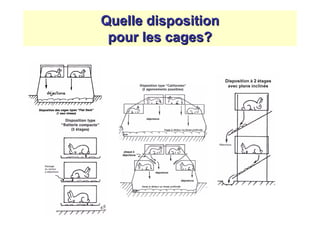 Quelle disposition
 pour les cages?
 