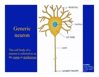 09.22.08: Histology of the Peripheral Nervous System | PDF