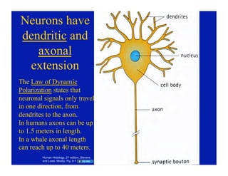 09.22.08: Histology of the Peripheral Nervous System | PDF