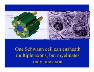 09.22.08: Histology of the Peripheral Nervous System | PDF