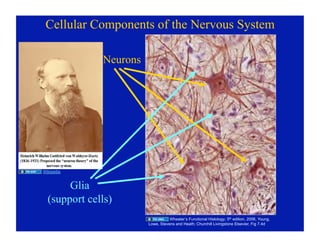 09.22.08: Histology of the Peripheral Nervous System | PDF