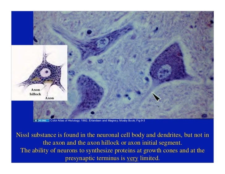 09 22 08 Histology Of The Peripheral Nervous System