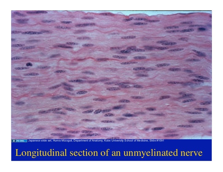 Weather functional histology 5th ed pdf online Weather functional histology 5th ed pdf online