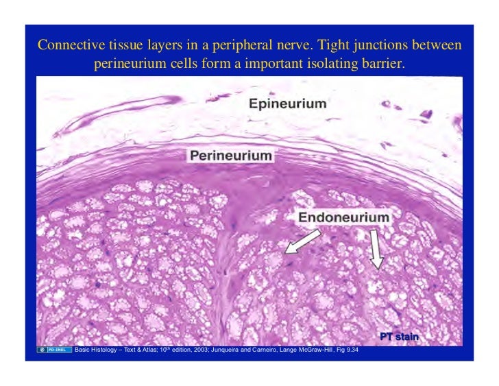 09.22.08: Histology of...