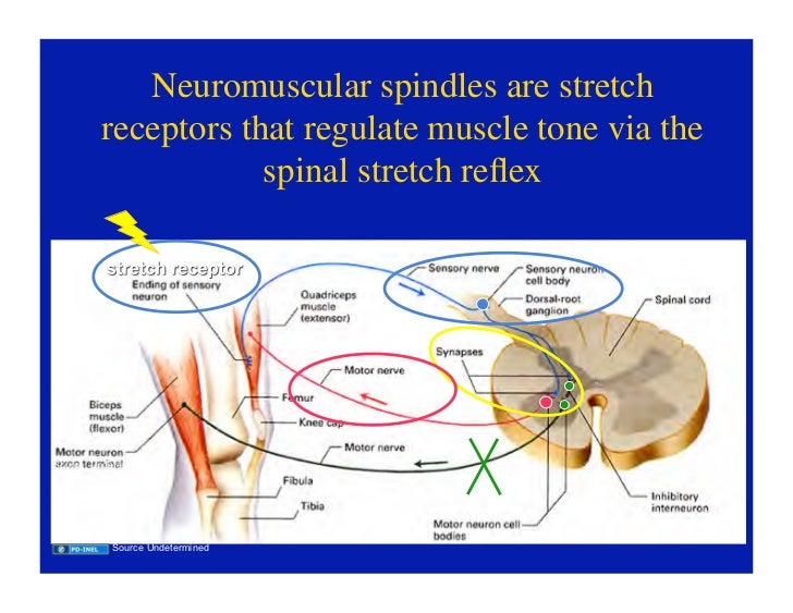 purves et al neuroscience 5th edition pdf