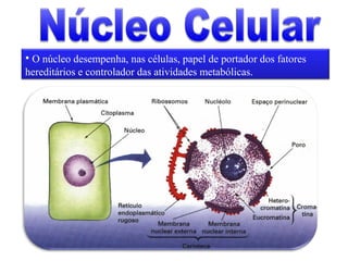 • O núcleo desempenha, nas células, papel de portador dos fatores
hereditários e controlador das atividades metabólicas.
 