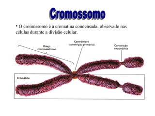 • O cromossomo é a cromatina condensada, observado nas
células durante a divisão celular.
 