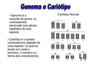 • Genoma é o              Cariótipo Normal
 conjunto de genes, ou
 cromossomos,
 observado nas células
 haplóides de uma
 espécie.

• Cariótipo é o quadro
cromossômico diplóide de
uma espécie, no qual se
levam em conta o
tamanho, o número e a
forma dos cromossomos.
 
