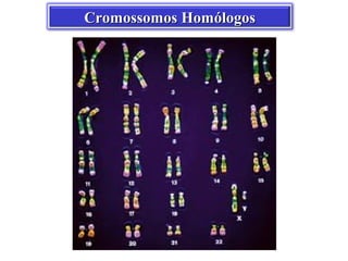 Cromossomos Homólogos
 