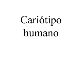 Cariótipo
humano
 