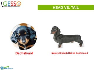 HEAD VS. TAILMature Smooth Haired DachshundDachshund8