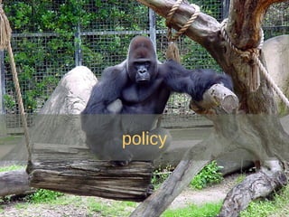 policy 