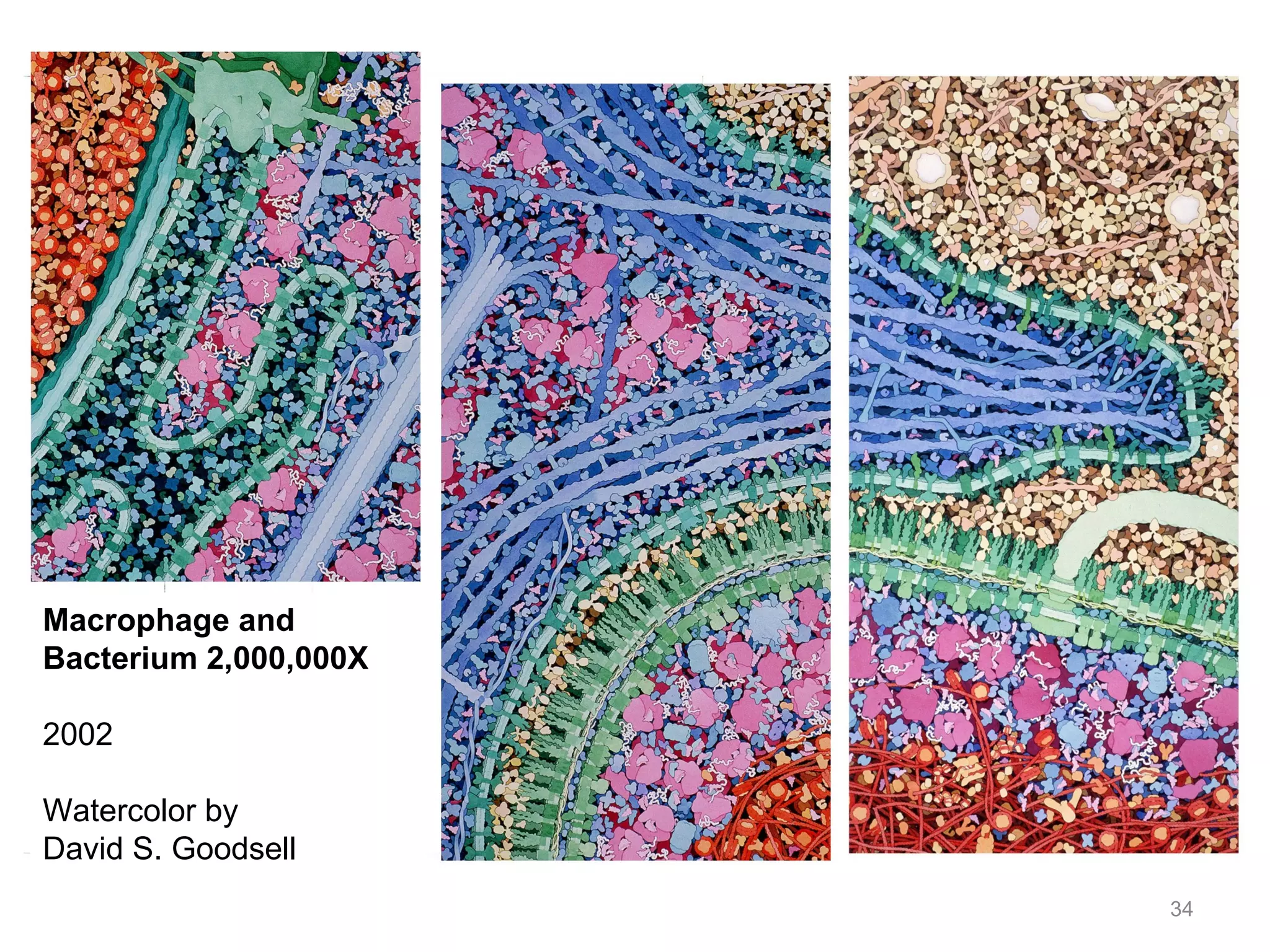 Macrophage and Bacterium 2,000,000X 2002 Watercolor by  David S. Goodsell 