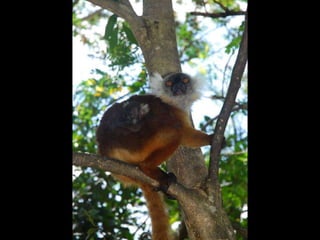 2009 02 Madagascar Images