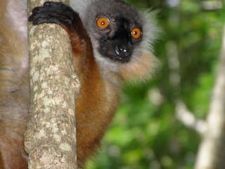 2009 02 Madagascar Images