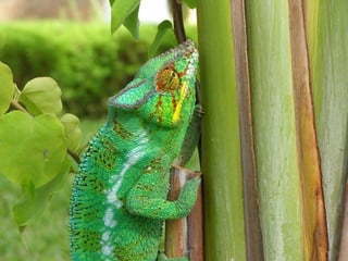 2009 02 Madagascar Images