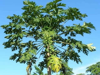 2009 02 Madagascar Images