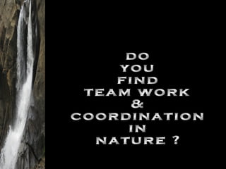 do you find team work & coordination in nature ? 