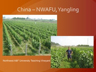 Northwest A&F University Teaching Vineyard
 
