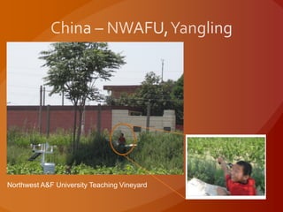 Northwest A&F University Teaching Vineyard
 