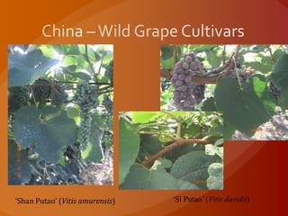 ‘Shan Putao’ (Vitis amurensis) ‘Sì Putao’ (Vitis davidii)
 
