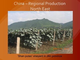 ‘Shan putao’ vineyard in Jilin province
 