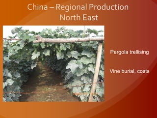 Pergola trellising
Vine burial, costs
 