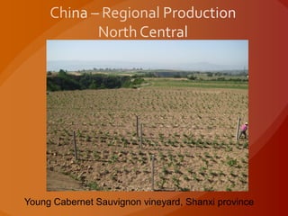 Young Cabernet Sauvignon vineyard, Shanxi province
 