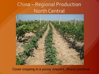 Cover cropping in a young vineyard, Shanxi province
 