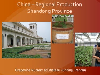 Grapevine Nursery at Chateau Junding, Penglai
 