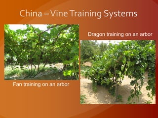 Fan training on an arbor
Dragon training on an arbor
 