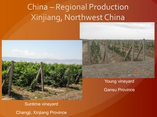 Suntime vineyard
Changji, Xinjiang Province
Young vineyard
Gansu Province
 