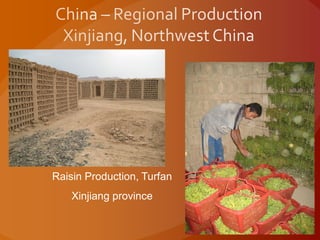 Raisin Production, Turfan
Xinjiang province
 