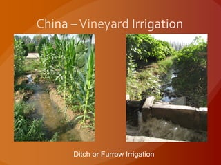 Ditch or Furrow Irrigation
 